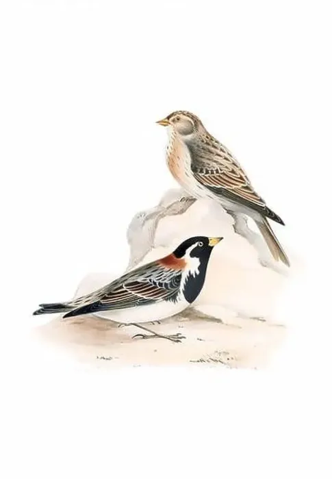 Framed Print : Bird art. Vintage-style bird illustration Framed Print : Bird art. Vintage-style bird illustration