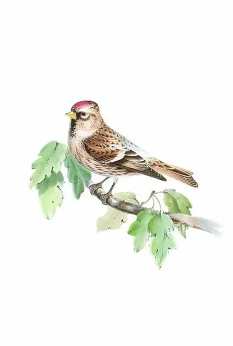 Framed Print : Bird art. Vintage-style bird illustration Framed Print : Bird art. Vintage-style bird illustration