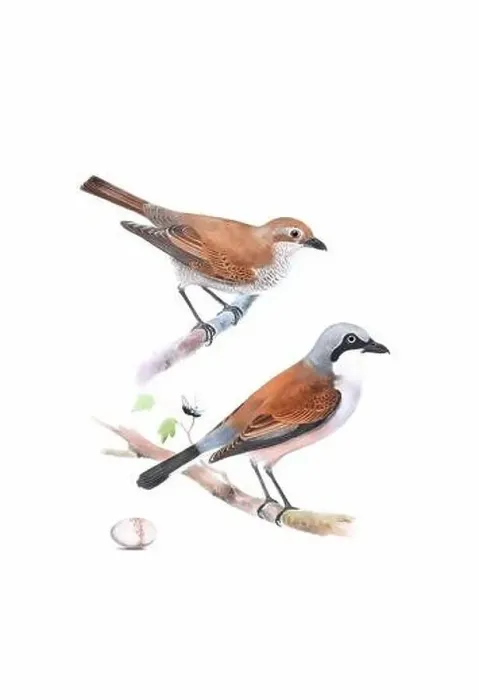 Framed Print : Bird art. Vintage-style bird illustration Framed Print : Bird art. Vintage-style bird illustration