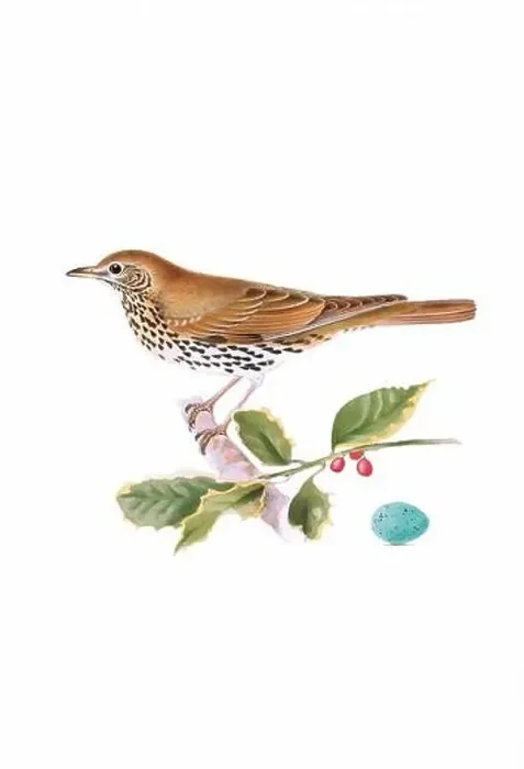 Framed Print : Bird art. Vintage-style bird illustration Framed Print : Bird art. Vintage-style bird illustration