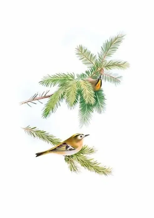 Framed Print : Bird art. Vintage-style bird illustration Framed Print : Bird art. Vintage-style bird illustration