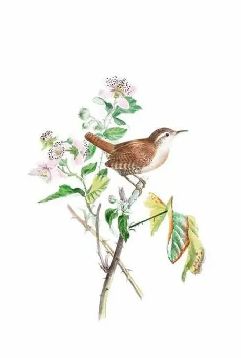 Framed Print : Bird art. Vintage-style bird illustration Framed Print : Bird art. Vintage-style bird illustration