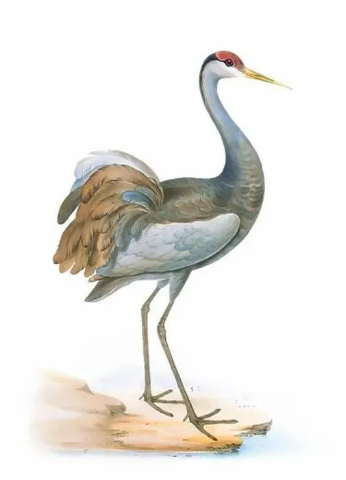 Framed Print : Bird art. Vintage-style Crane illustration Framed Print : Bird art. Vintage-style Crane illustration