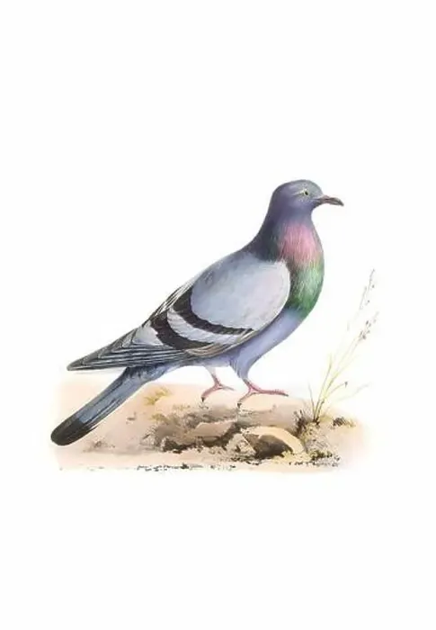 Framed Print : Bird art. Vintage-style Dove illustration Framed Print : Bird art. Vintage-style Dove illustration