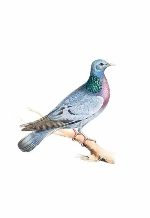 Framed Print : Bird art. Vintage-style Dove illustration Framed Print : Bird art. Vintage-style Dove illustration