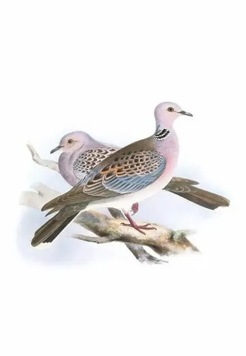 Framed Print : Bird art. Vintage-style Dove illustration Framed Print : Bird art. Vintage-style Dove illustration