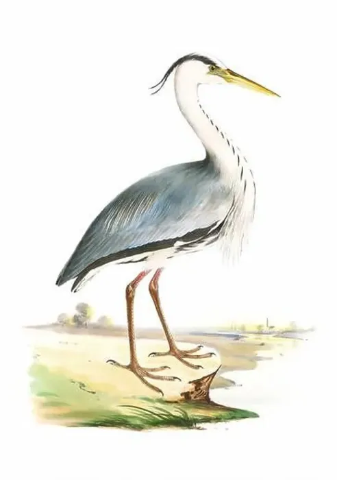 Framed Print : Bird art. Vintage-style Heron illustration Framed Print : Bird art. Vintage-style Heron illustration