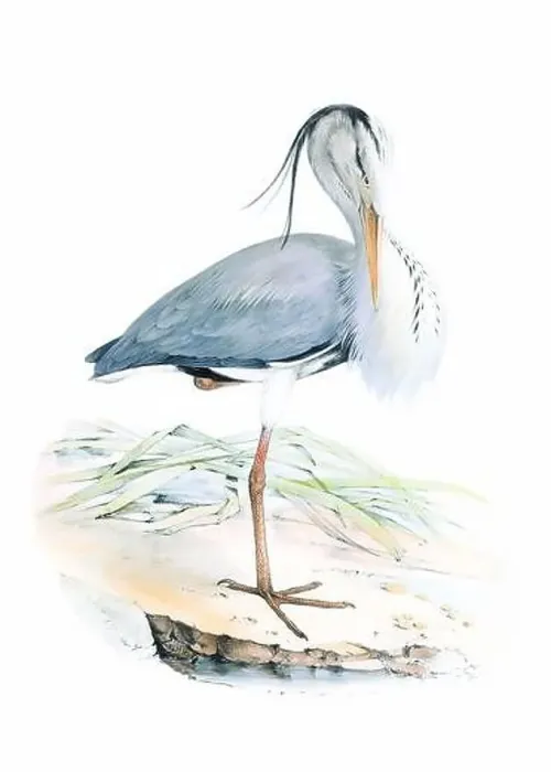 Framed Print : Bird art. Vintage-style Heron illustration Framed Print : Bird art. Vintage-style Heron illustration