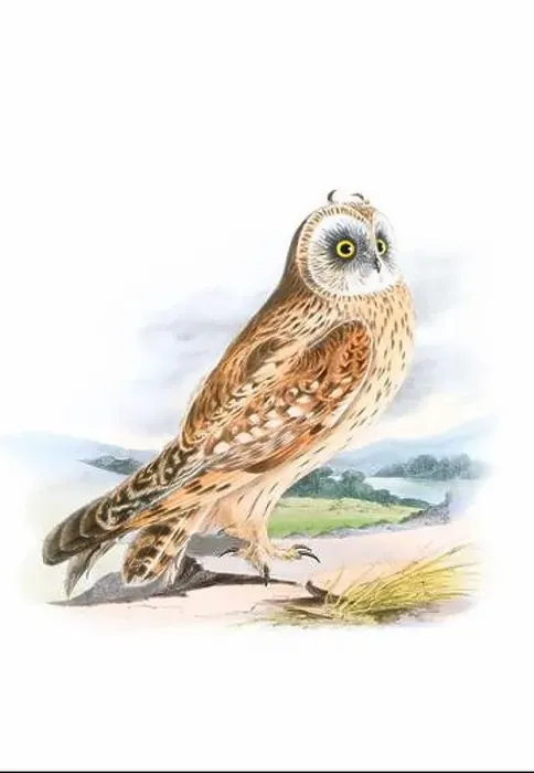 Framed Print : Bird art. Vintage-style Owl illustration Framed Print : Bird art. Vintage-style Owl illustration