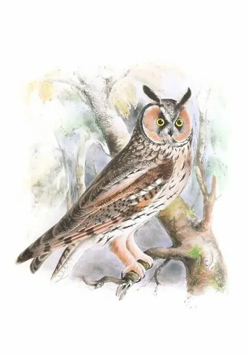 Framed Print : Bird art. Vintage-style Owl illustration Framed Print : Bird art. Vintage-style Owl illustration