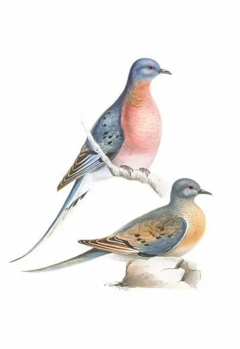 Framed Print : Bird art. Vintage-style Pigeon illustration Framed Print : Bird art. Vintage-style Pigeon illustration