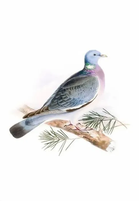 Framed Print : Bird art. Vintage-style Pigeon illustration Framed Print : Bird art. Vintage-style Pigeon illustration