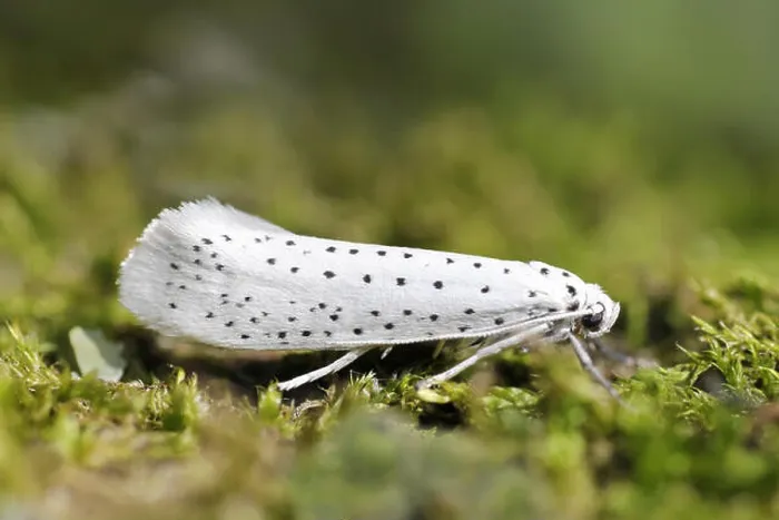 Framed Print : Bird-cherry Ermine Yponomeuta evonymella Framed Print : Bird-cherry Ermine Yponomeuta evonymella