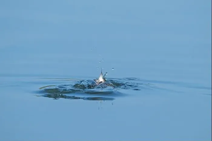 Framed Print : Bird, duck, diving bird diving into a clear blue lake water. Little Grebe, Tachybaptus ruficollis Framed Print : Bird, duck, diving bird diving into a clear blue lake water. Little Grebe, Tachybaptus ruficollis