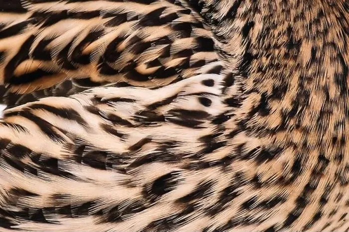 Framed Print : Bird feathers close up. Wild duck wing. Texture for design Framed Print : Bird feathers close up. Wild duck wing. Texture for design
