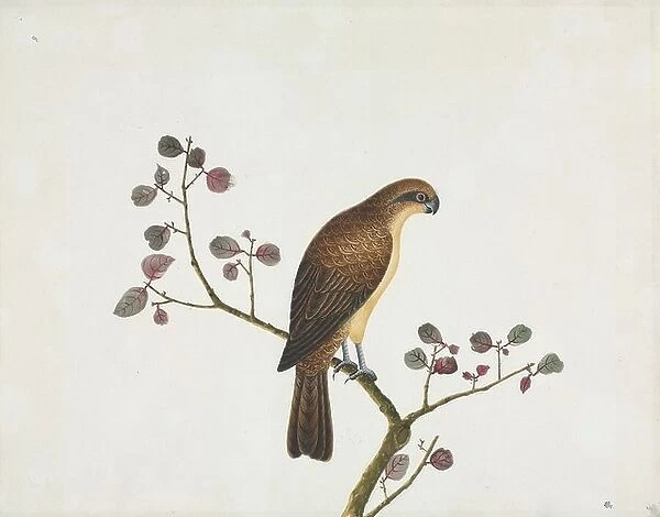 Bird illustration Plate RZD003, a watercolour