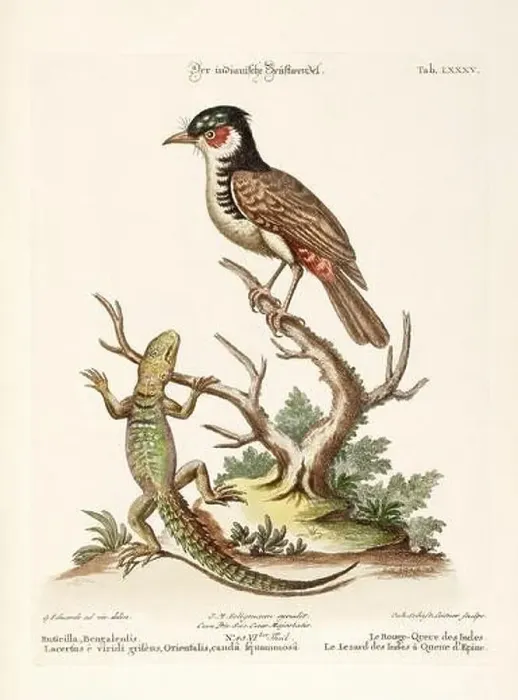 Framed Print : Bird illustration-A Bird and a Lizard-Antique plate of the dutch book: Collection of foreign and rare birds Framed Print : Bird illustration-A Bird and a Lizard-Antique plate of the dutch book: Collection of foreign and rare birds