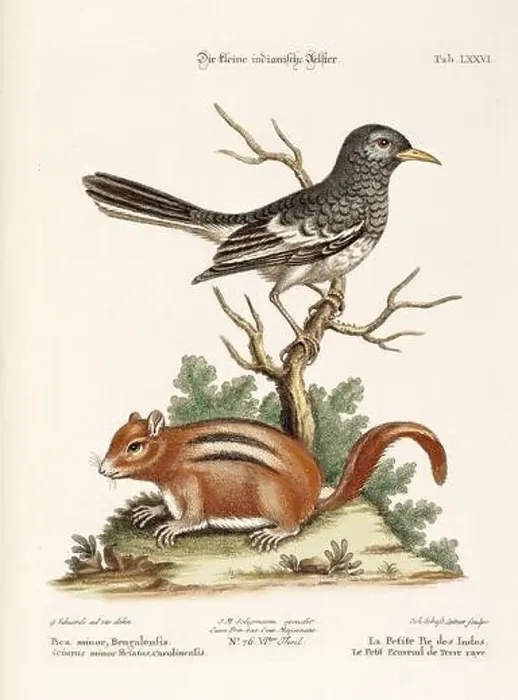 Framed Print : Bird illustration-A bird and a Squirrel-Antique plate of the dutch book: Collection of foreign and rare birds Framed Print : Bird illustration-A bird and a Squirrel-Antique plate of the dutch book: Collection of foreign and rare birds