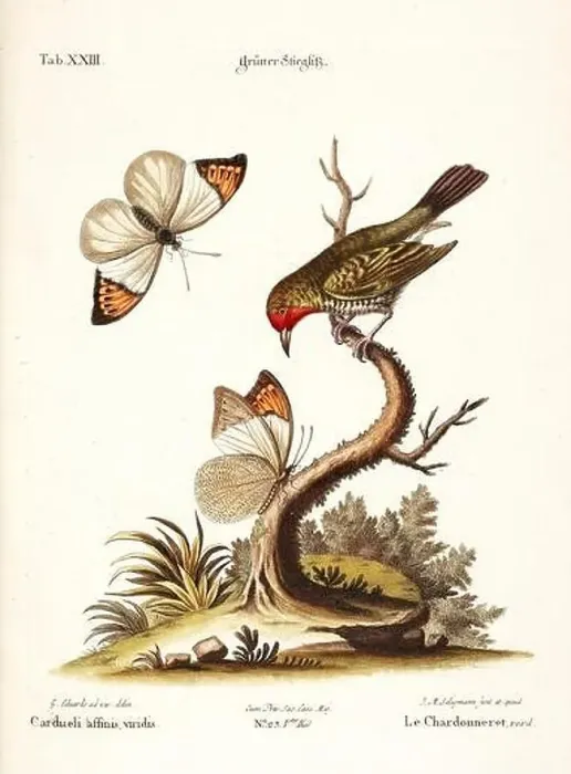 Framed Print : Bird illustration-A Goldfinch and Butterflies-Antique plate of the dutch book: Collection of foreign and rare birds Framed Print : Bird illustration-A Goldfinch and Butterflies-Antique plate of the dutch book: Collection of foreign and rare birds