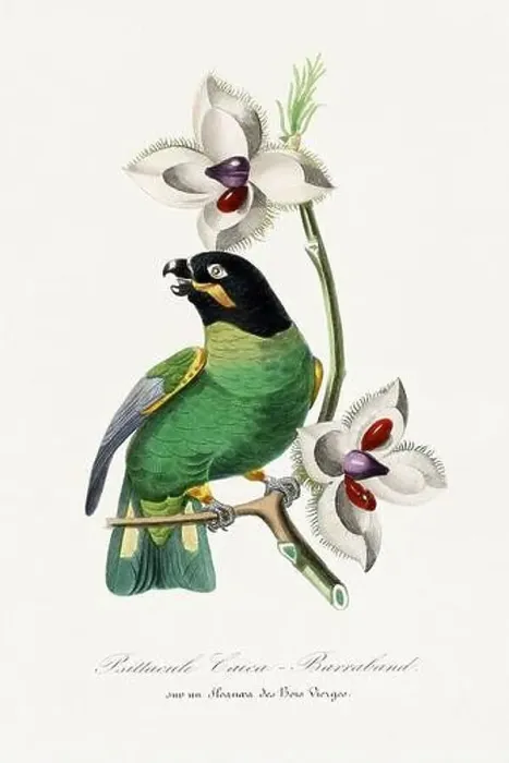 Framed Print : Bird illustration. Barraband parrot Framed Print : Bird illustration. Barraband parrot