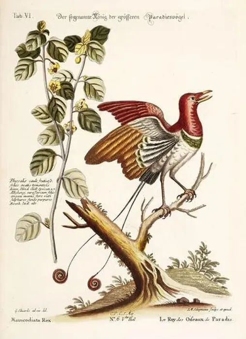 Framed Print : Bird illustration - Bird of Paradise - Antique plate of the dutch book: Collection of foreign and rare birds Framed Print : Bird illustration - Bird of Paradise - Antique plate of the dutch book: Collection of foreign and rare birds
