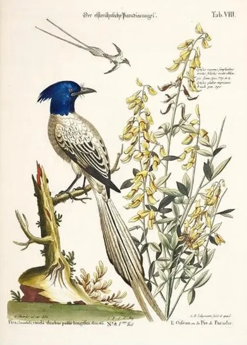 Framed Print : Bird illustration - Bird of Paradise - Antique plate of the dutch book: Collection of foreign and rare birds Framed Print : Bird illustration - Bird of Paradise - Antique plate of the dutch book: Collection of foreign and rare birds