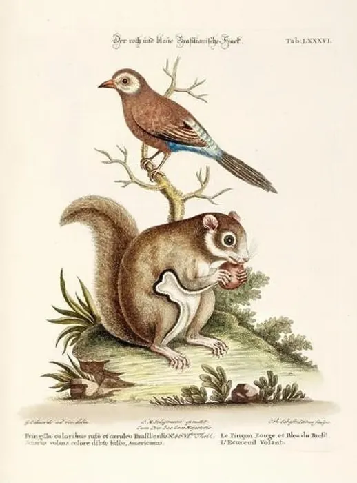 Framed Print : Bird illustration - A Bird and a Squirrel -Antique plate of the dutch book: Collection of foreign and rare birds Framed Print : Bird illustration - A Bird and a Squirrel -Antique plate of the dutch book: Collection of foreign and rare birds