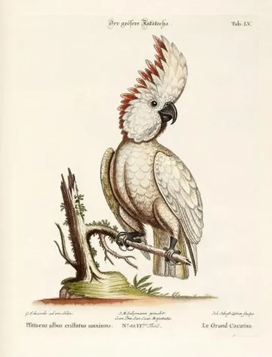 Framed Print : Bird illustration - Cockatoo - Antique plate of the dutch book: Collection of foreign and rare birds Framed Print : Bird illustration - Cockatoo - Antique plate of the dutch book: Collection of foreign and rare birds