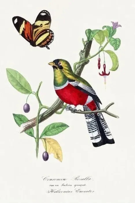 Framed Print : Bird illustration. Crimson rosella bird Framed Print : Bird illustration. Crimson rosella bird
