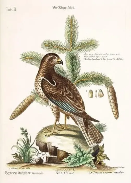 Framed Print : Bird illustration - The Falcon - Antique plate of the dutch book: Collection of foreign and rare birds Framed Print : Bird illustration - The Falcon - Antique plate of the dutch book: Collection of foreign and rare birds