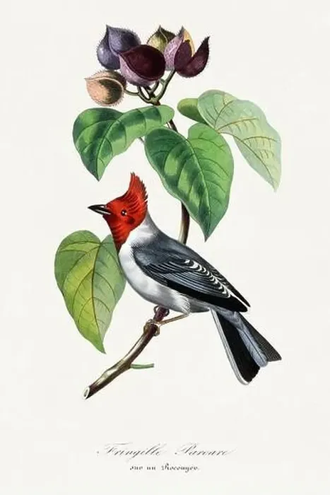 Framed Print : Bird illustration. Fringille-paroare Framed Print : Bird illustration. Fringille-paroare