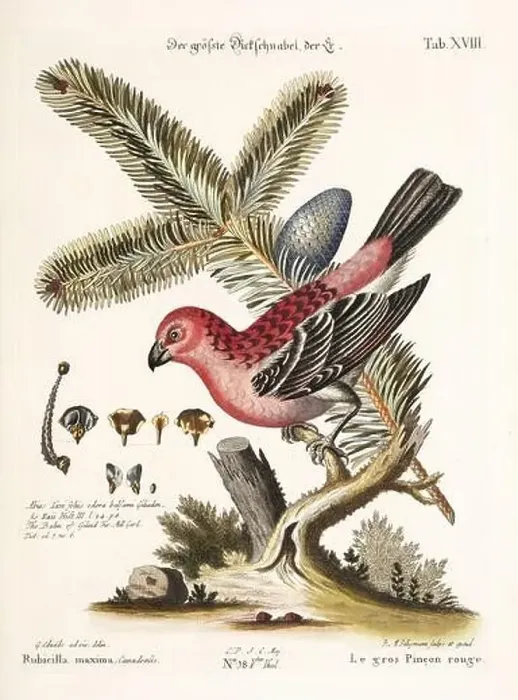 Framed Print : Bird illustration - Great Rosefinch -Antique plate of the dutch book: Collection of foreign and rare birds Framed Print : Bird illustration - Great Rosefinch -Antique plate of the dutch book: Collection of foreign and rare birds