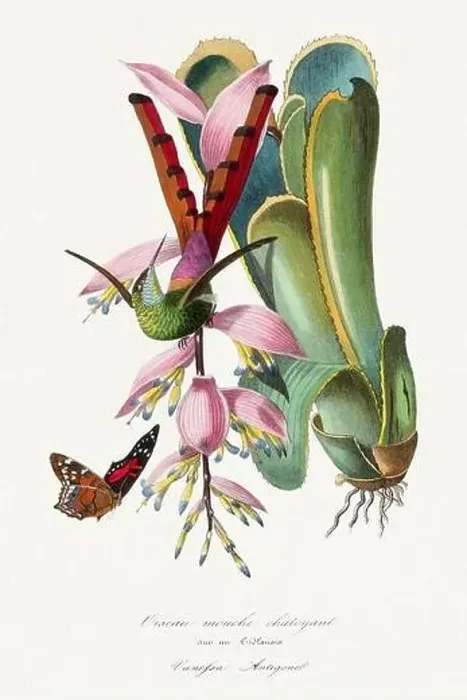 Framed Print : Bird illustration. Hummingbird orchids and butterfly Framed Print : Bird illustration. Hummingbird orchids and butterfly