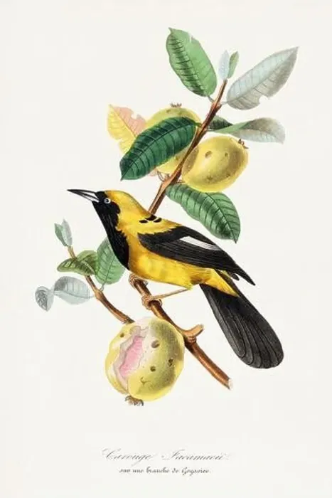 Framed Print : Bird illustration. Jacamar Framed Print : Bird illustration. Jacamar