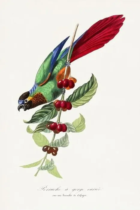 Framed Print : Bird illustration. Parakeet. Parrot Framed Print : Bird illustration. Parakeet. Parrot