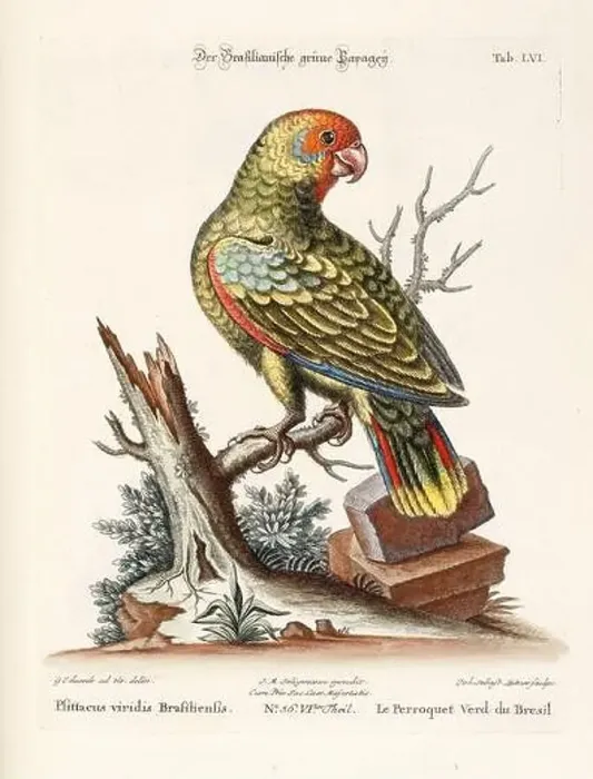Framed Print : Bird illustration - Parrot - Antique plate of the dutch book: Collection of foreign and rare birds