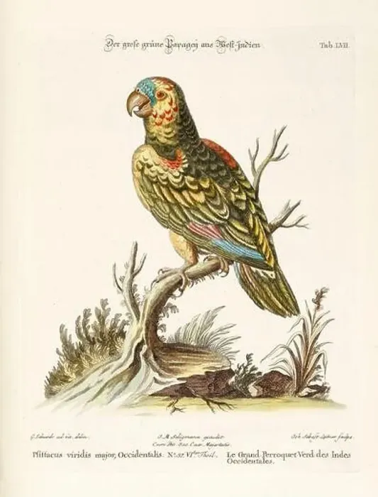 Framed Print : Bird illustration - Parrot - Antique plate of the dutch book: Collection of foreign and rare birds Framed Print : Bird illustration - Parrot - Antique plate of the dutch book: Collection of foreign and rare birds