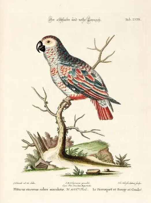 Framed Print : Bird illustration - Parrot - Antique plate of the dutch book: Collection of foreign and rare birds Framed Print : Bird illustration - Parrot - Antique plate of the dutch book: Collection of foreign and rare birds