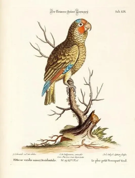 Framed Print : Bird illustration - Parrot - Antique plate of the dutch book: Collection of foreign and rare birds Framed Print : Bird illustration - Parrot - Antique plate of the dutch book: Collection of foreign and rare birds