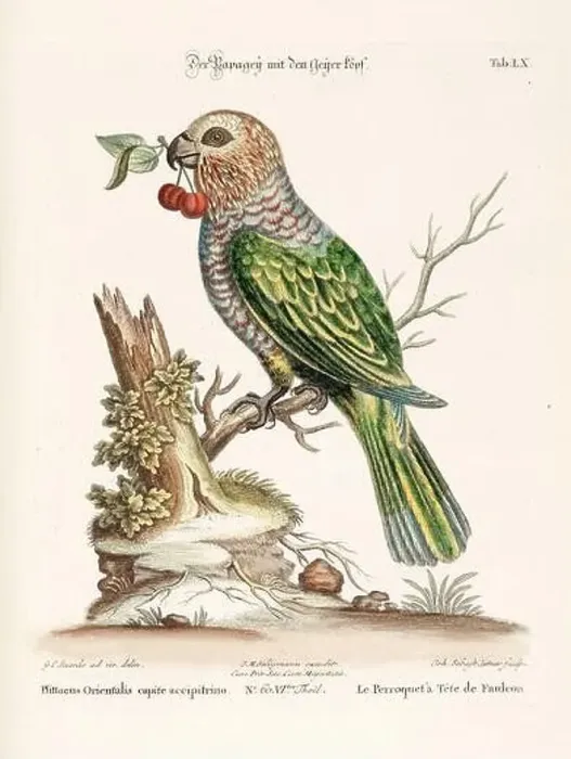 Framed Print : Bird illustration - Parrot - Antique plate of the dutch book: Collection of foreign and rare birds Framed Print : Bird illustration - Parrot - Antique plate of the dutch book: Collection of foreign and rare birds