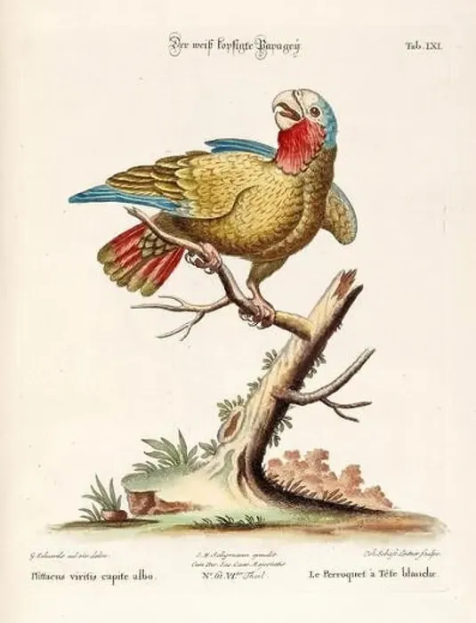Framed Print : Bird illustration - Parrot - Antique plate of the dutch book: Collection of foreign and rare birds Framed Print : Bird illustration - Parrot - Antique plate of the dutch book: Collection of foreign and rare birds