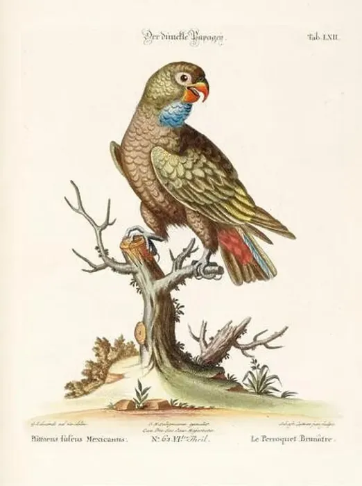 Framed Print : Bird illustration - Parrot - Antique plate of the dutch book: Collection of foreign and rare birds Framed Print : Bird illustration - Parrot - Antique plate of the dutch book: Collection of foreign and rare birds
