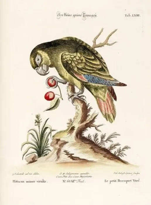 Framed Print : Bird illustration - Parrot - Antique plate of the dutch book: Collection of foreign and rare birds Framed Print : Bird illustration - Parrot - Antique plate of the dutch book: Collection of foreign and rare birds