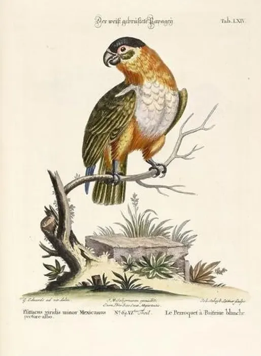 Framed Print : Bird illustration - Parrot - Antique plate of the dutch book: Collection of foreign and rare birds Framed Print : Bird illustration - Parrot - Antique plate of the dutch book: Collection of foreign and rare birds