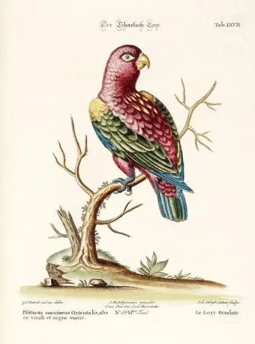 Framed Print : Bird illustration - Parrot - Antique plate of the dutch book: Collection of foreign and rare birds