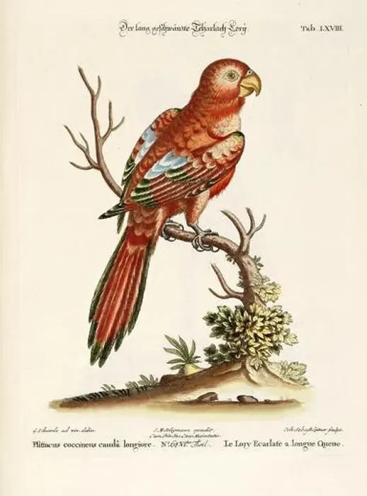 Framed Print : Bird illustration - Parrot - Antique plate of the dutch book: Collection of foreign and rare birds Framed Print : Bird illustration - Parrot - Antique plate of the dutch book: Collection of foreign and rare birds