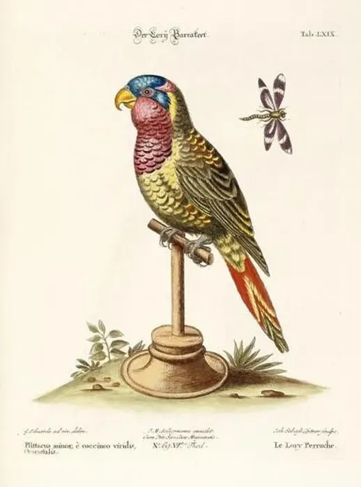 Framed Print : Bird illustration - Parrot - Antique plate of the dutch book: Collection of foreign and rare birds Framed Print : Bird illustration - Parrot - Antique plate of the dutch book: Collection of foreign and rare birds