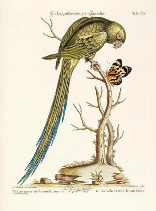 Framed Print : Bird illustration - Parrot - Antique plate of the dutch book: Collection of foreign and rare birds