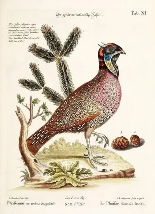 Framed Print : Bird illustration - The Pheasant - Antique plate of the dutch book: Collection of foreign and rare birds Framed Print : Bird illustration - The Pheasant - Antique plate of the dutch book: Collection of foreign and rare birds