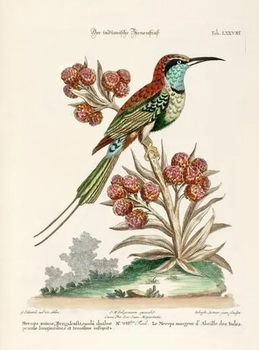 Framed Print : Bird illustration-The Bee-eater-Antique plate of the dutch book: Collection of foreign and rare birds